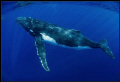   This whale called Yoga hes very curious friendly male who has been escort few years likes ciome play little humans he find  